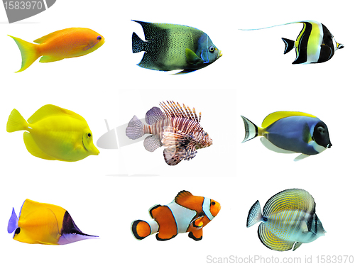 Image of group of fishes