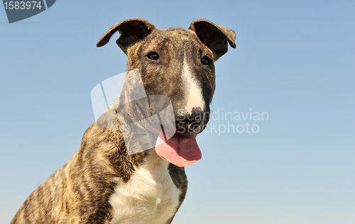 Image of puppy bull terrier