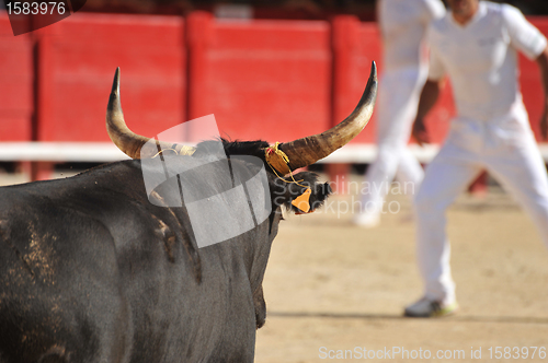 Image of  bull in arena
