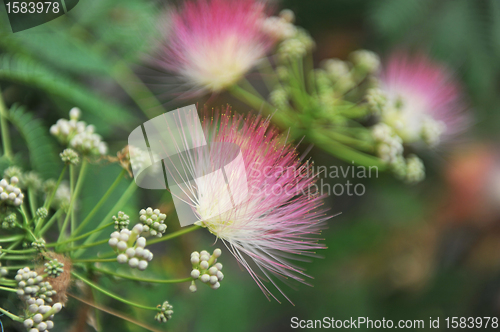 Image of Albizia julibrissin