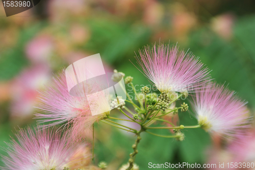 Image of Albizia julibrissin