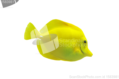 Image of  yellow tang 