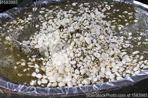 Image of garlic