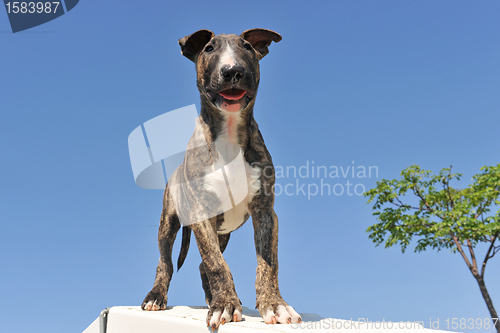 Image of puppy bull terrier