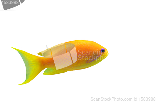 Image of anthias fish