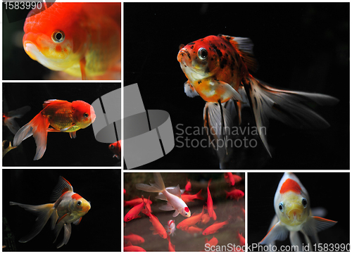 Image of goldfishes