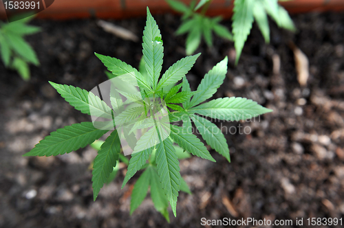 Image of Marijuana Plant