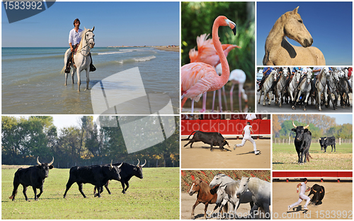 Image of Camargue