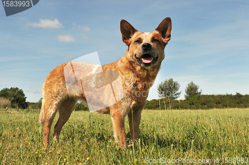 Image of australian cattle dog