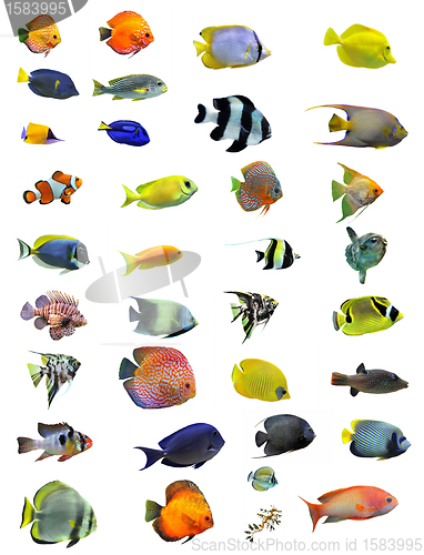 Image of fishes