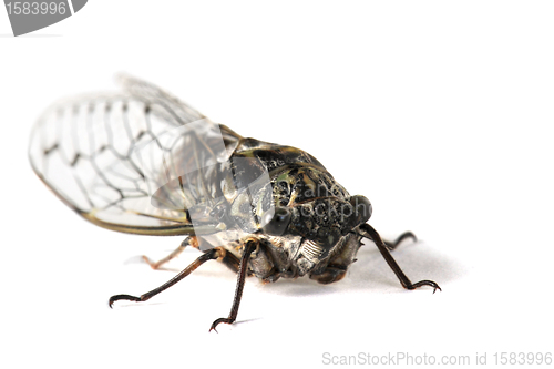 Image of Cicada