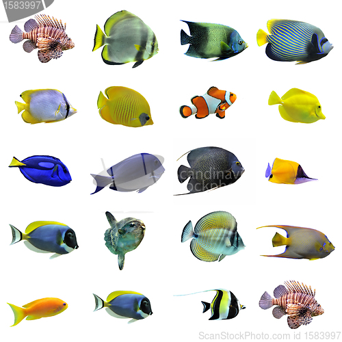 Image of group of fishes