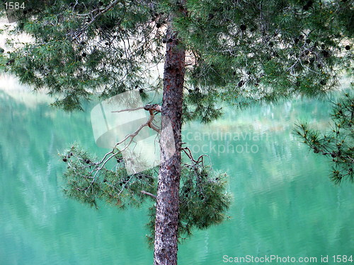Image of Trees and waters. Xyliatou. Cyprus