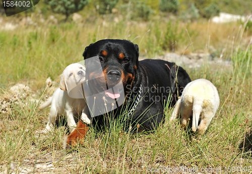Image of rottweiler and puppies labrador