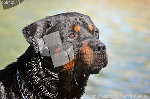 Image of rottweiler