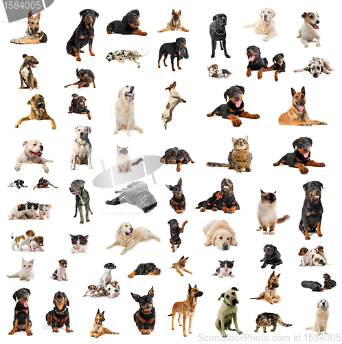 Image of dogs, puppies and cats