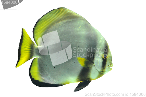 Image of batfish