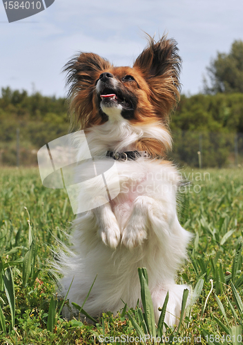 Image of papillon dog