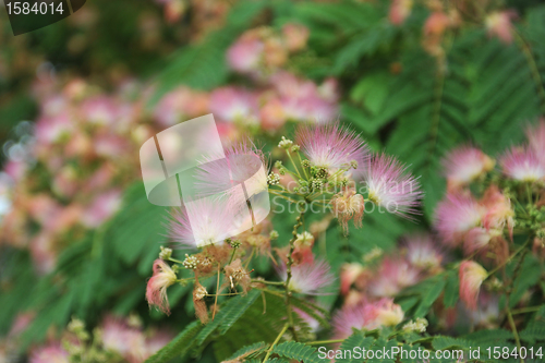 Image of Albizia julibrissin