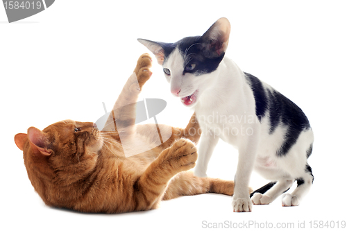 Image of biting cats