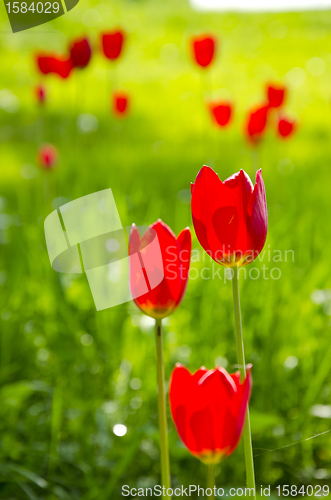 Image of red tulip flower bloom in spring garden. Natural beauty background. 
