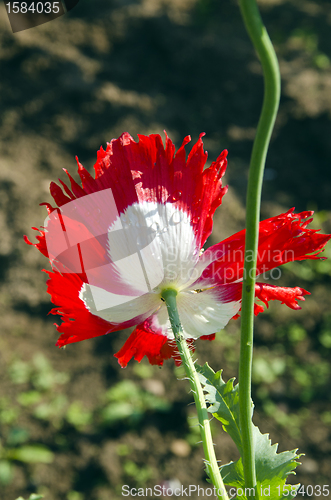 Image of poppy flower red bloom water drops and stem 