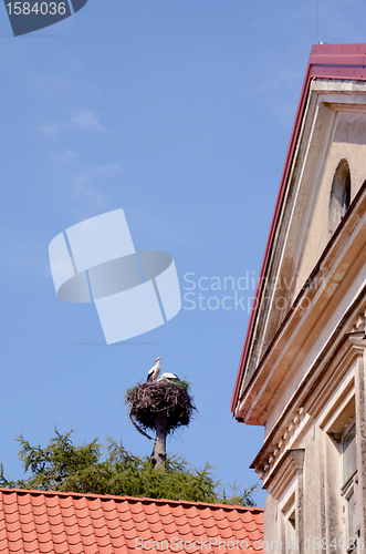 Image of pair storks in nest tree trunk building blue sky 
