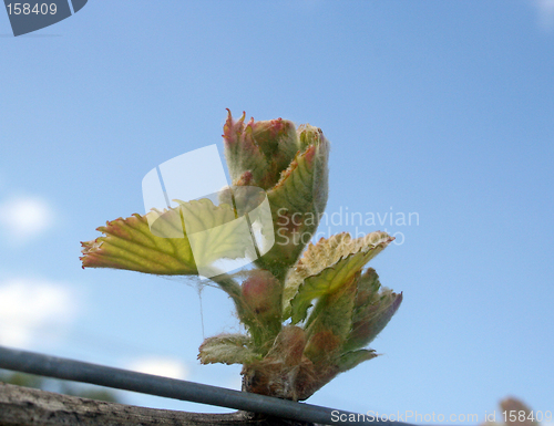 Image of Bud Break