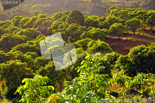 Image of Mango Orchard