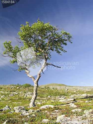 Image of Tree and Sky