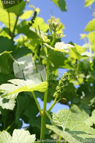 Image of Grape Buds