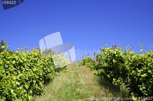 Image of Vineyard Hill in Summer