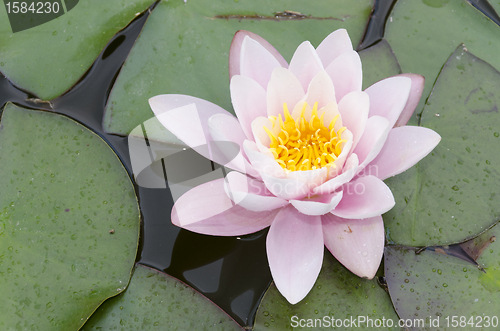 Image of water lily