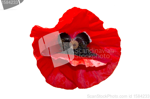 Image of poppy flower isolated