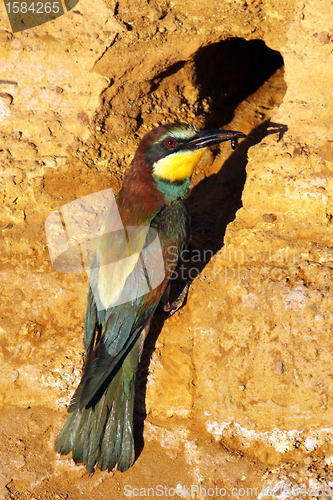 Image of european bee-eater (Merops Apiaster) nature photo