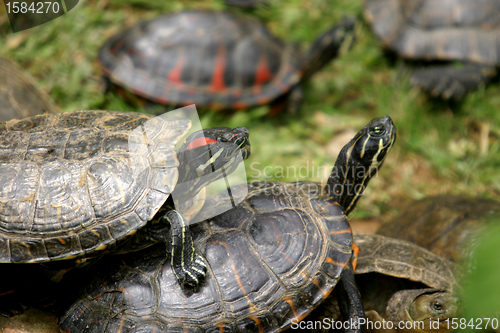 Image of animal nature photo, Red-eared Slider (Trachemys scripta elegans