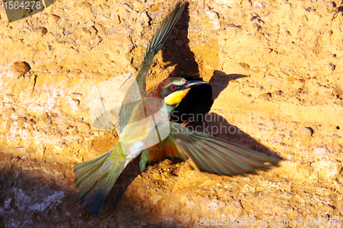 Image of european bee-eater (Merops Apiaster) nature photo