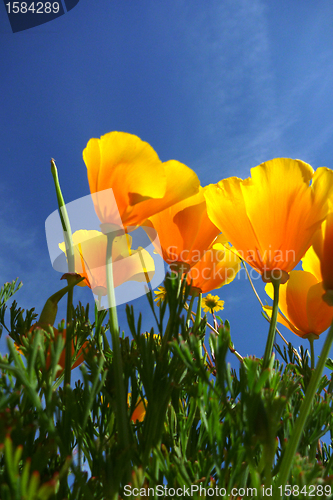 Image of beautiful tulips, beautiful flowers