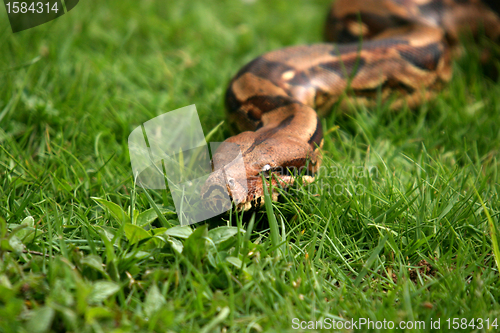 Image of Boa constrictor snake, nature animal photo