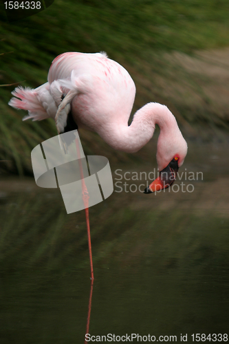 Image of beautiful flamingo portrait