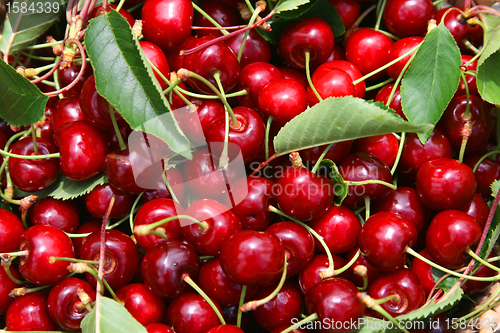 Image of beautiful and tasty cherries