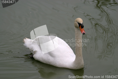 Image of beautiful white swan, nature animal photo