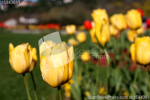 Image of beautiful tulips, beautiful flowers