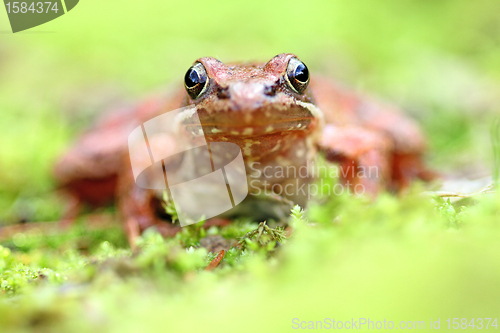 Image of beautiful macro photo of an iberian frog, nature and wildlife of