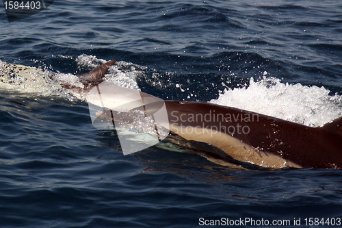 Image of beautiful dolphins in the ocean