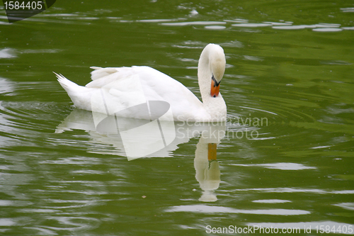 Image of beautiful white swan, nature animal photo