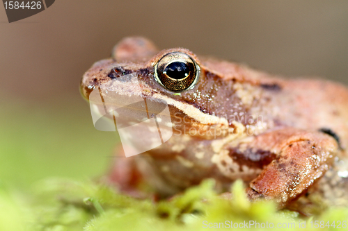 Image of beautiful macro photo of an iberian frog, nature and wildlife of