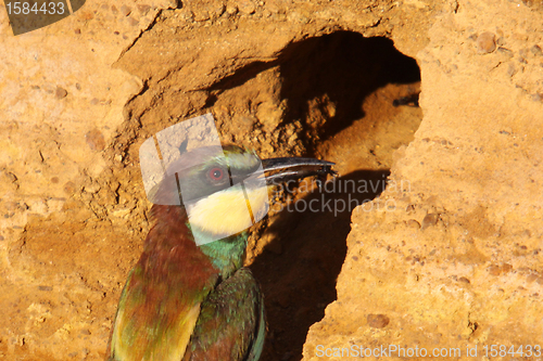 Image of european bee-eater (Merops Apiaster) nature photo
