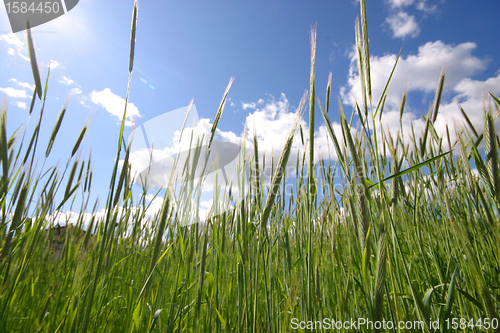 Image of field of rye and sunny day