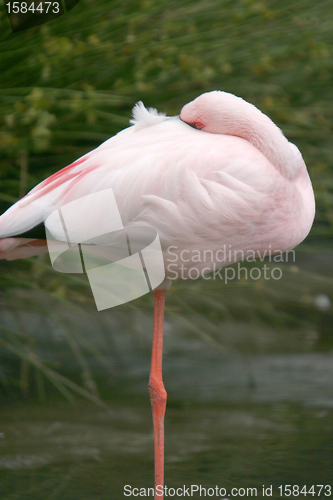 Image of beautiful flamingo portrait